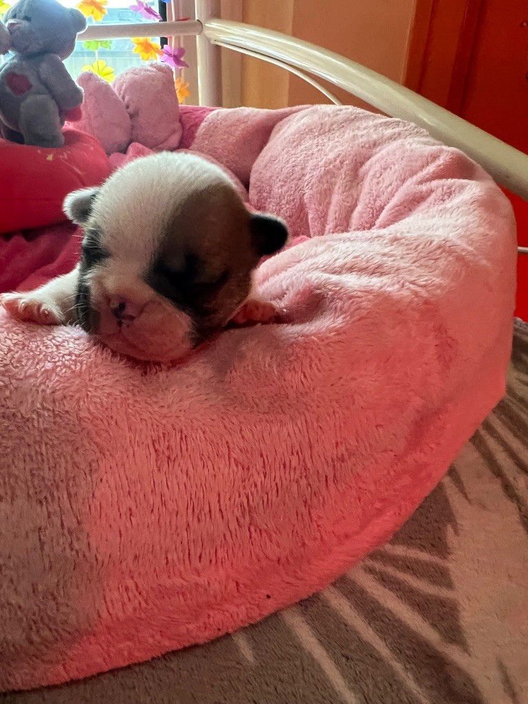 du domaine de Cateline - Chiots disponibles - Bouledogue français