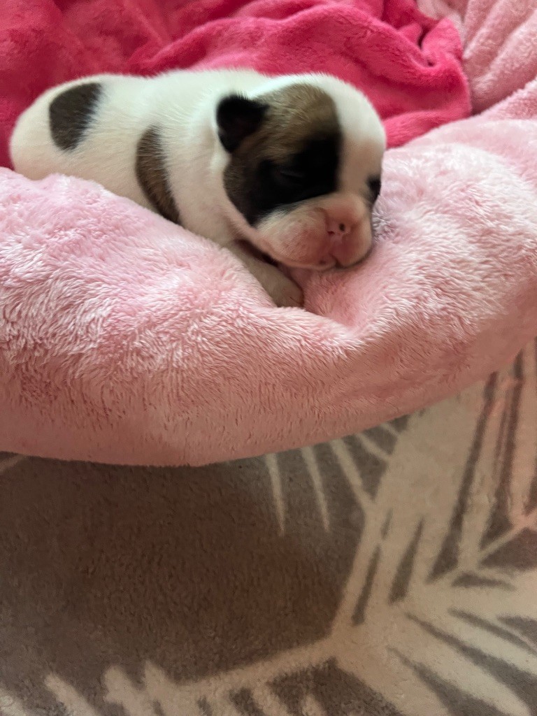 du domaine de Cateline - Chiots disponibles - Bouledogue français