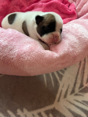 CHIOT 1