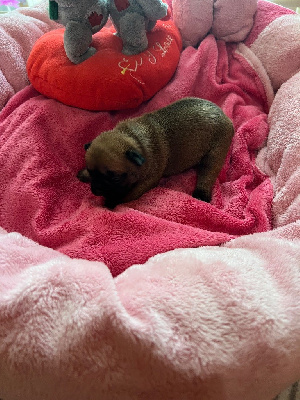 CHIOT 3