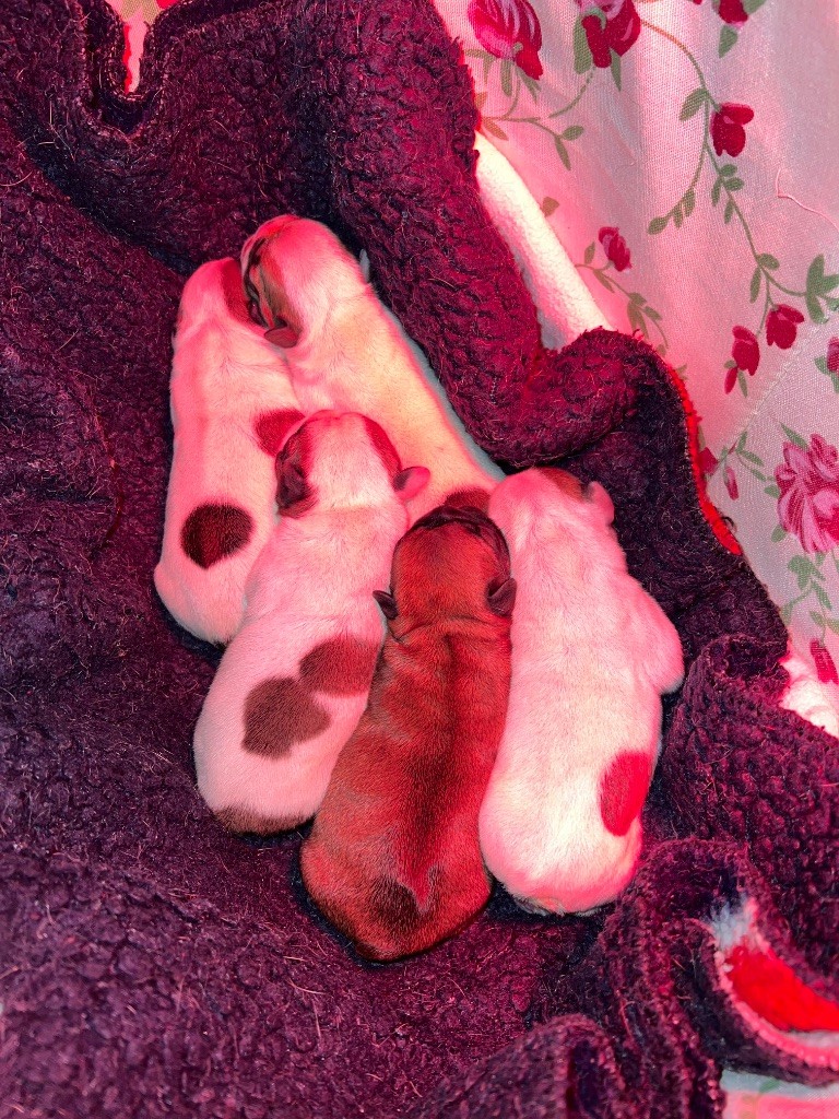 Chiot Bouledogue français du domaine de Cateline