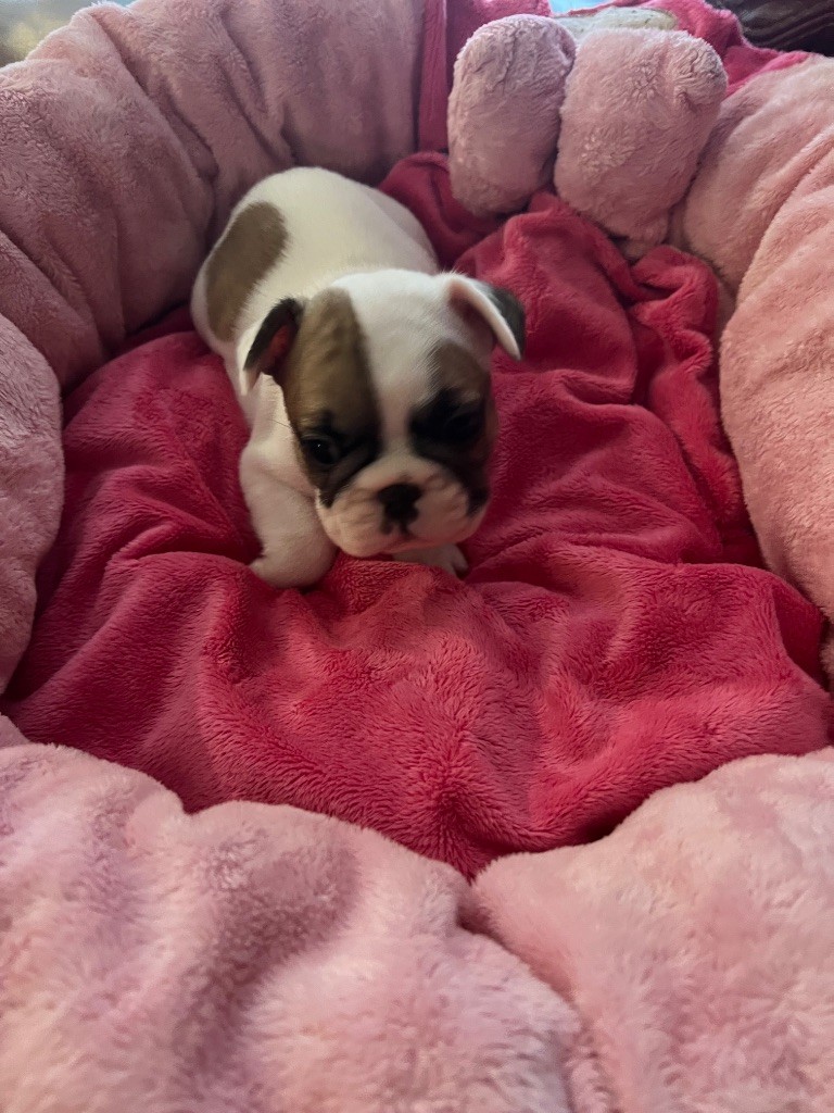 du domaine de Cateline - Chiots disponibles - Bouledogue français