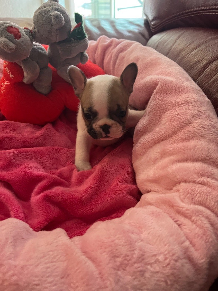 du domaine de Cateline - Chiots disponibles - Bouledogue français