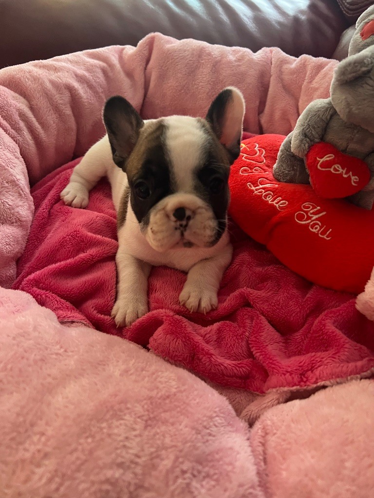 du domaine de Cateline - Chiots disponibles - Bouledogue français