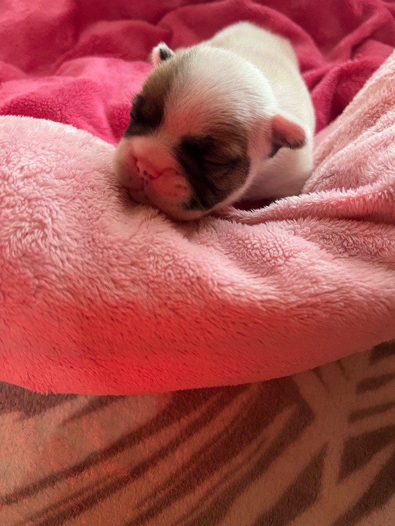 du domaine de Cateline - Chiots disponibles - Bouledogue français